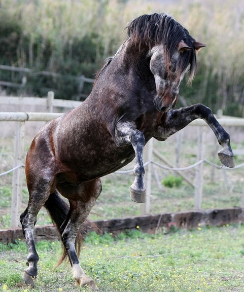 @Gazaro Stud - Comico IV - Andalusian Stallion